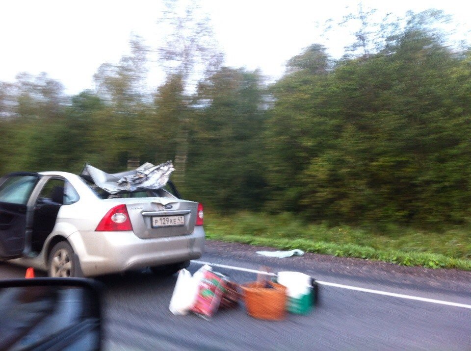 ДТП - наезд на лося