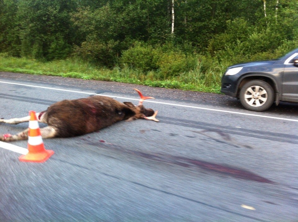 ДТП - наезд на лося