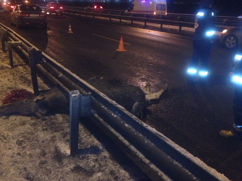 В Петербурге на КАД автомобиль сбил лося В Петербурге на КАД автомобиль сбил лося 1.jpg
