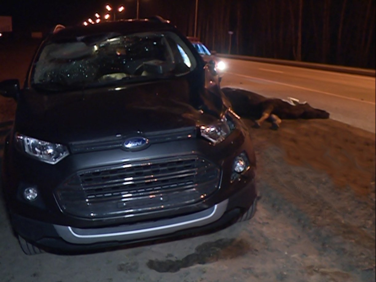 Под Казанью на темной трассе водитель Ford не заметил и сбил лося