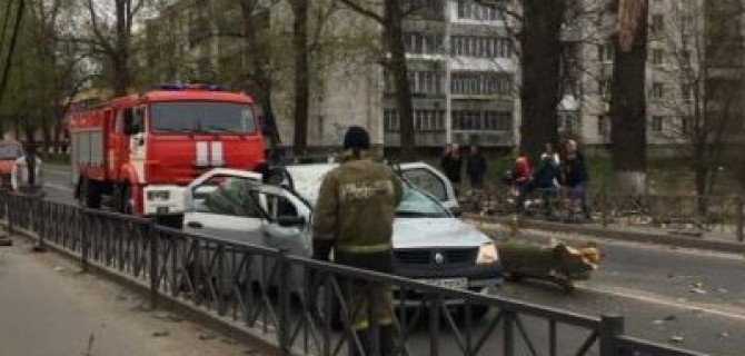 В Волхове дерево упало на машину – погибла женщина