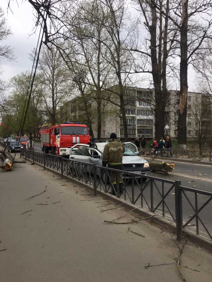 В Волхове дерево упало на машину – погибла женщина (1)