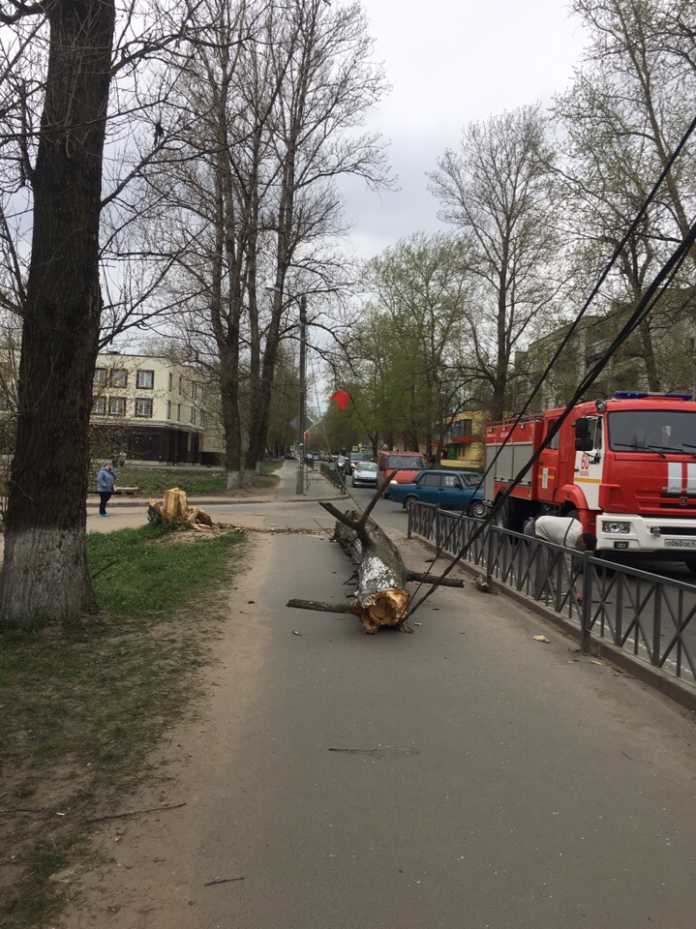 В Волхове дерево упало на машину – погибла женщина (2)