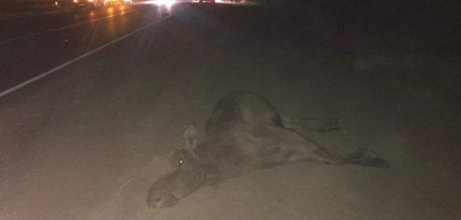 В ДТП с лосем под Рязанью погиб человек